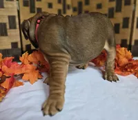 Layla, a female English Bulldog for sale in Colorado Springs, CO – 5 of 10