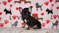 Marcel, a male French Bulldog for sale in Colorado Springs, CO – 5 of 10