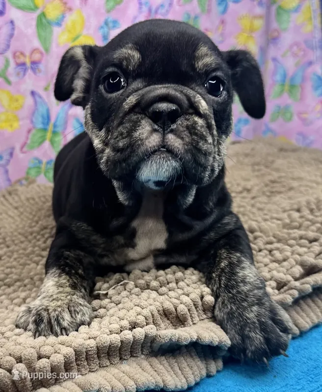 Phoenix – English Bulldog puppy for sale in Colorado Springs, CO