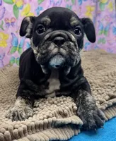 Phoenix, a female English Bulldog for sale in Colorado Springs, CO – 1 of 10