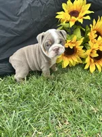 Olympia, a female English Bulldog for sale in Colorado Springs, CO – 3 of 10