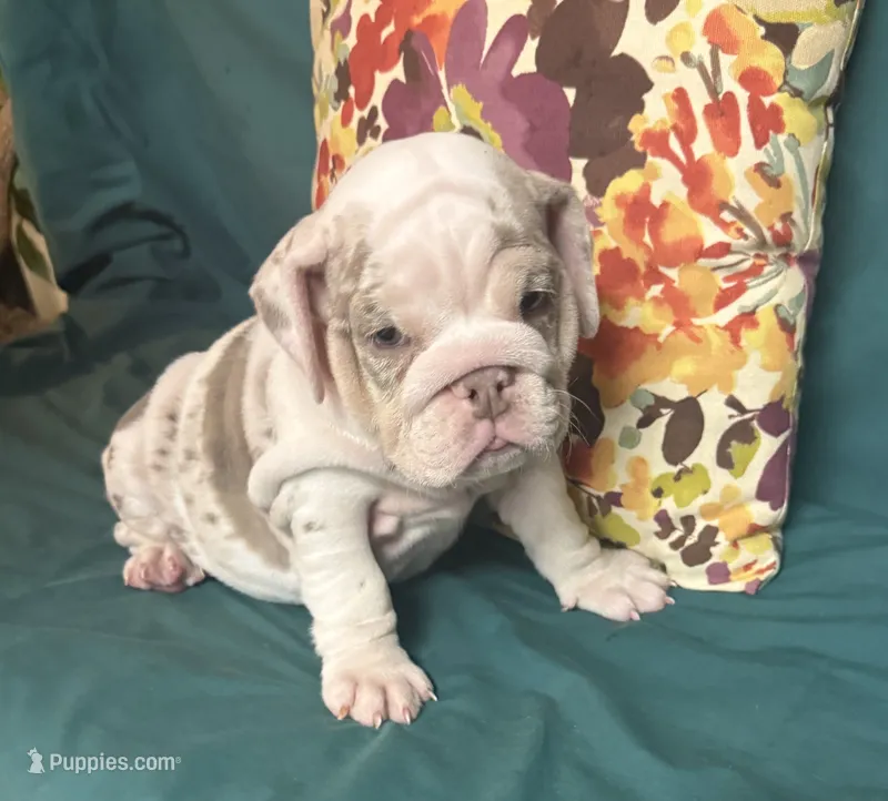 Dolly – English Bulldog puppy for sale in Colorado Springs, CO