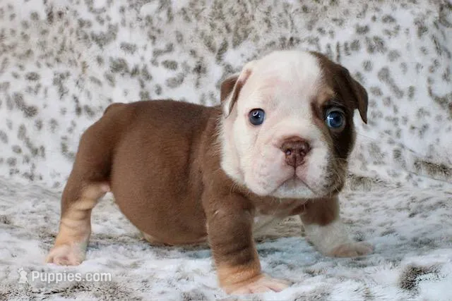 Spooky – English Bulldog puppy for sale in Colorado Springs, CO