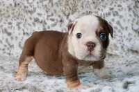 Spooky, a male English Bulldog for sale in Colorado Springs, CO – 1 of 4