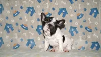Jaq, a male French Bulldog for sale in Colorado Springs, CO – 10 of 10