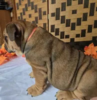 Peanut, a female English Bulldog for sale in Colorado Springs, CO – 3 of 10