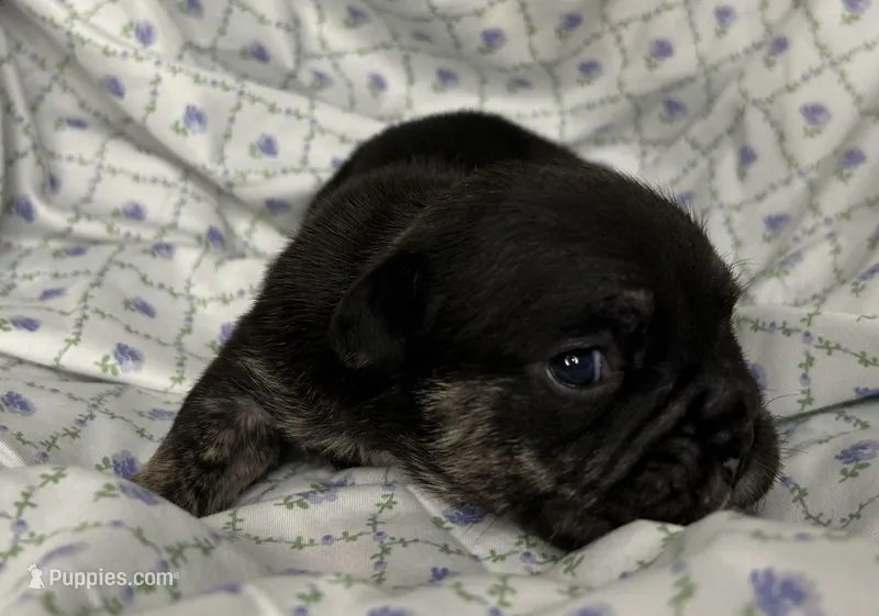 Phoenix – English Bulldog puppy for sale in Colorado Springs, CO
