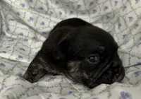 Phoenix, a female English Bulldog for sale in Colorado Springs, CO – 1 of 7