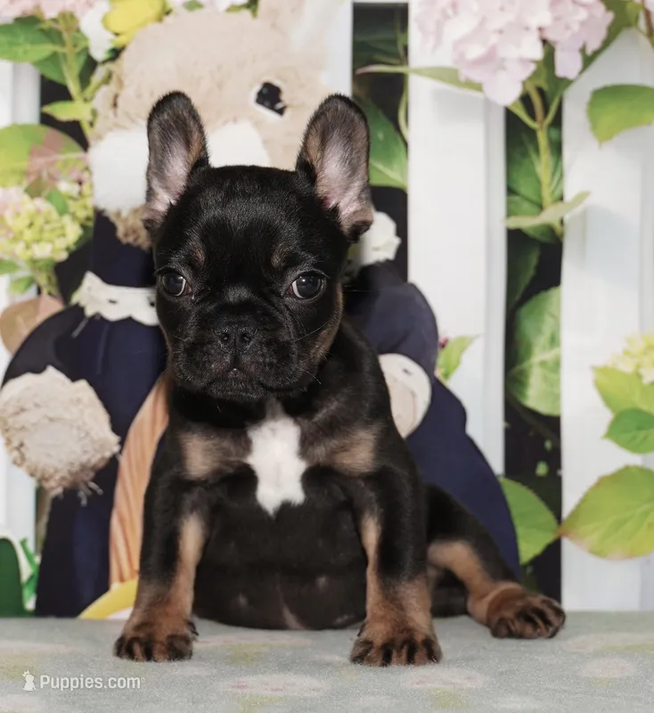 Marcel – French Bulldog puppy for sale in Colorado Springs, CO