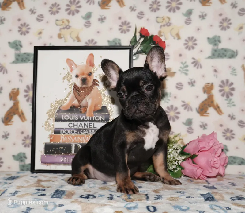 Marcel – French Bulldog puppy for sale in Colorado Springs, CO