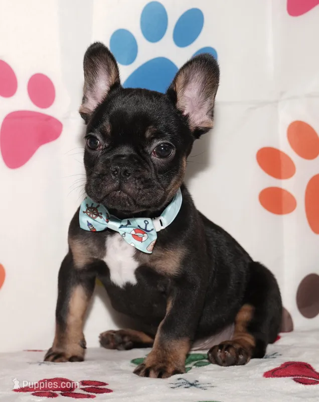 Marcel – French Bulldog puppy for sale in Colorado Springs, CO