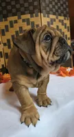 Bear, a female English Bulldog for sale in Colorado Springs, CO – 10 of 10