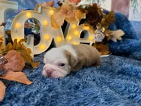 Gus, a male English Bulldog for sale in Colorado Springs, CO – 2 of 9