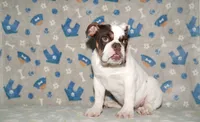 Biggie, a male English Bulldog for sale in Colorado Springs, CO – 4 of 10