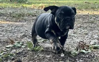 Viper, a male English Bulldog for sale in Colorado Springs, CO – 2 of 10