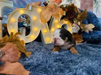 Murphy, a male English Bulldog for sale in Colorado Springs, CO – 9 of 10