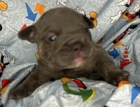 Iceman, a male English Bulldog for sale in Colorado Springs, CO – 2 of 3