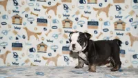 Ziggy, a male English Bulldog for sale in Colorado Springs, CO – 7 of 10