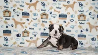 Ziggy, a male English Bulldog for sale in Colorado Springs, CO – 5 of 10