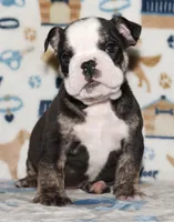 Ziggy, a male English Bulldog for sale in Colorado Springs, CO – 1 of 10