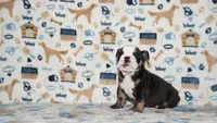 Ziggy, a male English Bulldog for sale in Colorado Springs, CO – 10 of 10