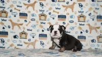 Ziggy, a male English Bulldog for sale in Colorado Springs, CO – 8 of 10