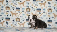 Ziggy, a male English Bulldog for sale in Colorado Springs, CO – 3 of 10