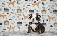 Ziggy, a male English Bulldog for sale in Colorado Springs, CO – 2 of 10