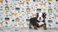 Ziggy, a male English Bulldog for sale in Colorado Springs, CO – 4 of 10