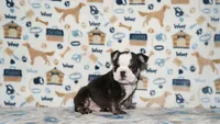 Ziggy, a male English Bulldog for sale in Colorado Springs, CO – 9 of 10