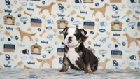 Ziggy, a male English Bulldog for sale in Colorado Springs, CO – 6 of 10