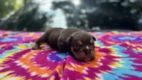 Emily, a female English Bulldog for sale in Colorado Springs, CO – 2 of 6