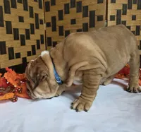Iggy, a male English Bulldog for sale in Colorado Springs, CO – 2 of 10