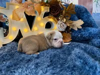 Gus, a male English Bulldog for sale in Colorado Springs, CO – 4 of 9