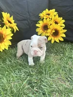 Indie, a female English Bulldog for sale in Colorado Springs, CO – 2 of 10