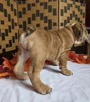 Iggy, a male English Bulldog for sale in Colorado Springs, CO – 8 of 10