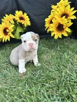 Indie, a female English Bulldog for sale in Colorado Springs, CO – 10 of 10