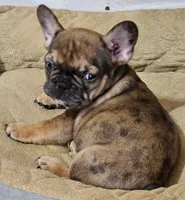Mickey, a male French Bulldog for sale in Colorado Springs, CO – 10 of 10
