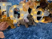 Atlas, a male English Bulldog for sale in Colorado Springs, CO – 6 of 10