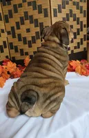 Peanut, a female English Bulldog for sale in Colorado Springs, CO – 8 of 10