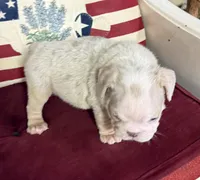 Hambone, a male English Bulldog for sale in Colorado Springs, CO – 9 of 10