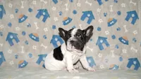 Jaq, a male French Bulldog for sale in Colorado Springs, CO – 5 of 10