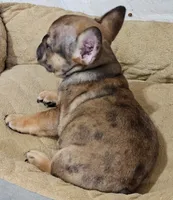 Mickey, a male French Bulldog for sale in Colorado Springs, CO – 3 of 10