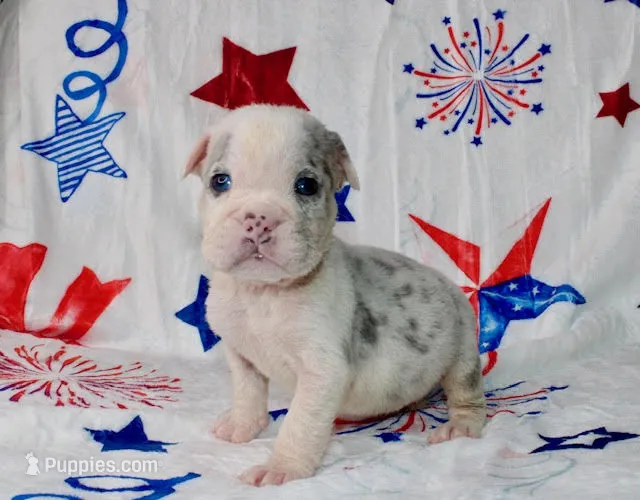 Katniss – English Bulldog puppy for sale in Colorado Springs, CO