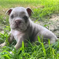 Rambo, a male English Bulldog for sale in Colorado Springs, CO – 4 of 8