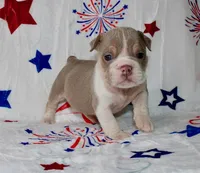 Buffy, a female English Bulldog for sale in Colorado Springs, CO – 3 of 3