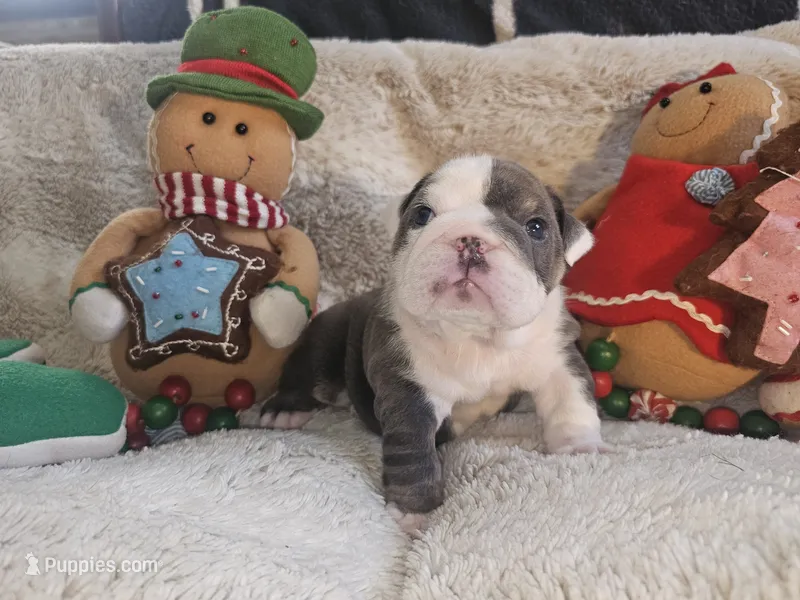 Spudly – English Bulldog puppy for sale in Colorado Springs, CO