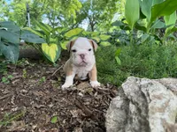 Gus, a male English Bulldog for sale in Colorado Springs, CO – 5 of 9