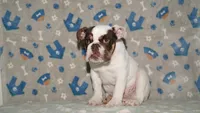 Biggie, a male English Bulldog for sale in Colorado Springs, CO – 5 of 10