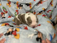Maverick, a male English Bulldog for sale in Colorado Springs, CO – 3 of 6
